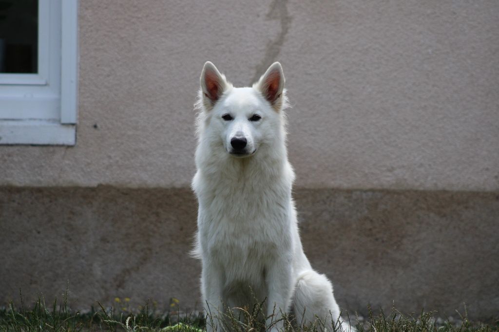 Slowly siska dream Des Traces De Loup