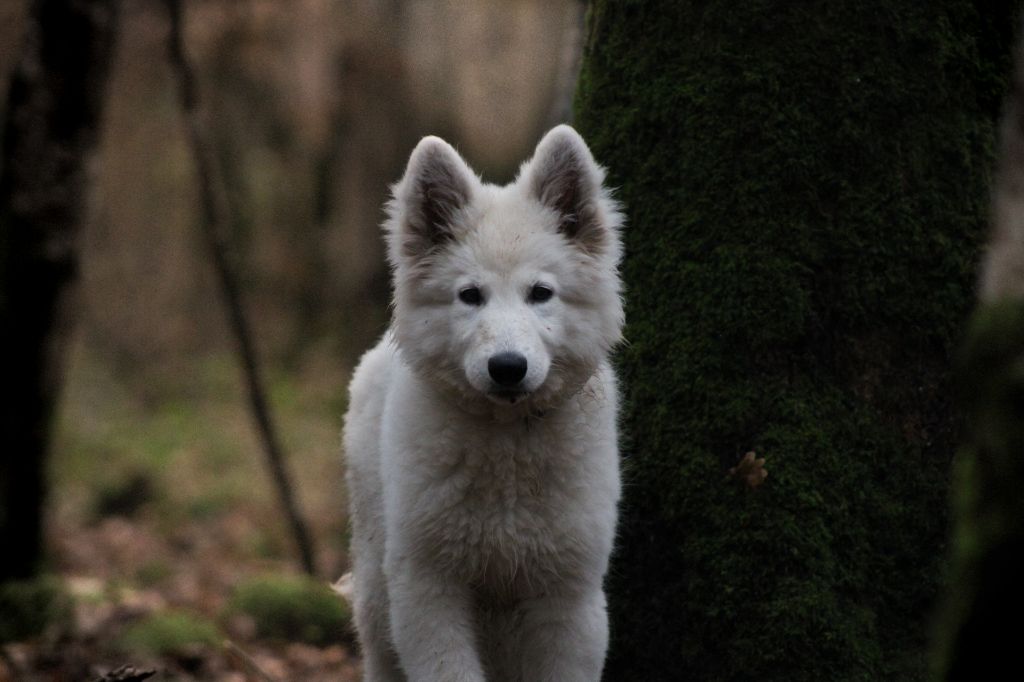 Wisdom of galina from linde's whites wolves