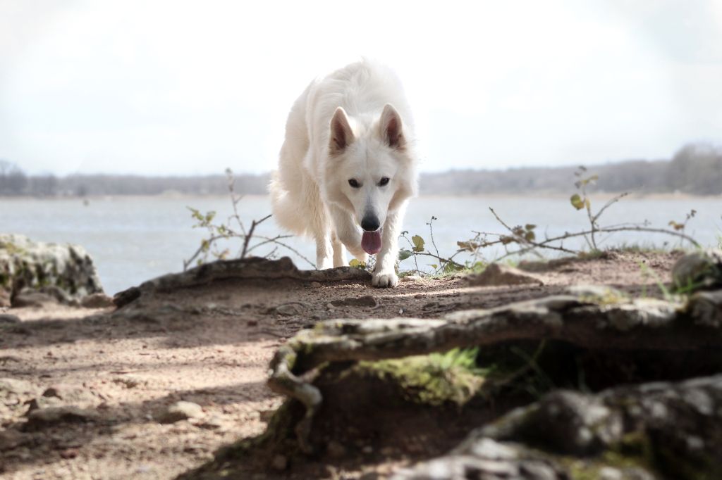 Slowly siska dream Des Traces De Loup