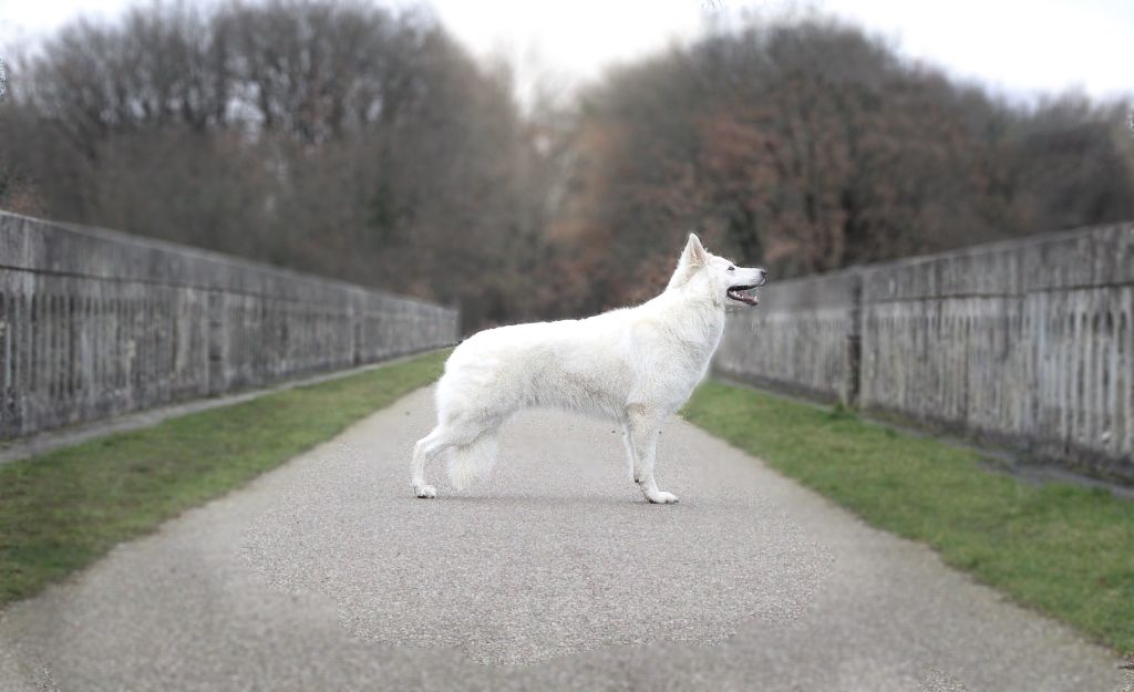 Slowly siska dream Des Traces De Loup