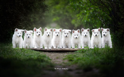 Des Traces De Loup - Berger Blanc Suisse - Portée née le 11/03/2024