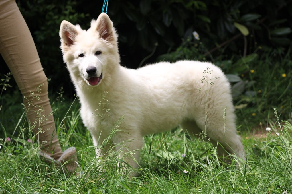 My star polaris od bijelih an&#273;ela