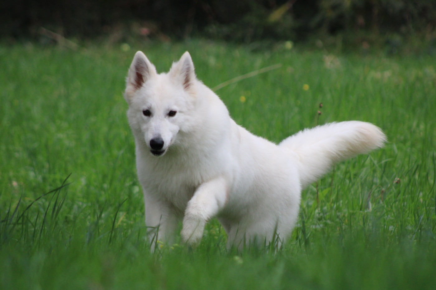 Antares of linde's white wolves