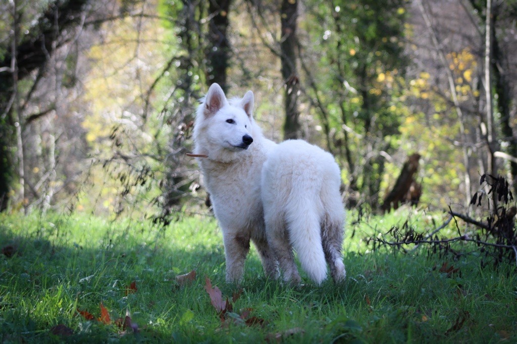 My star polaris od bijelih anđela
