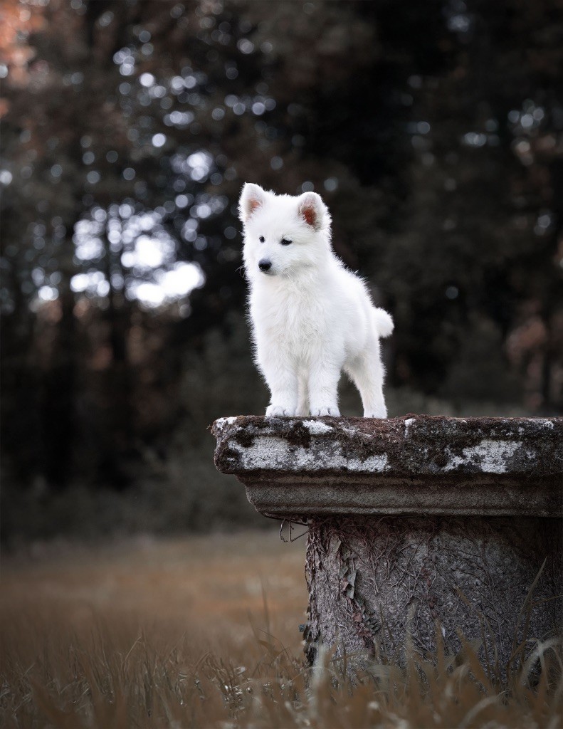 Awe for erinyes Des Traces De Loup