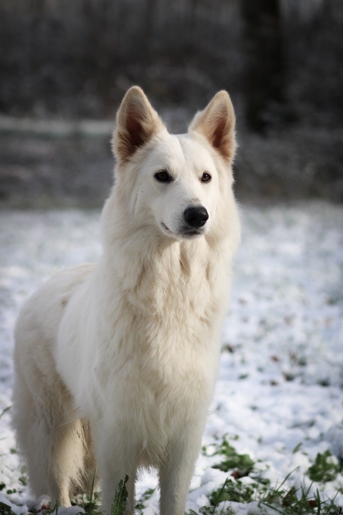 Vénus diosa Des Traces De Loup
