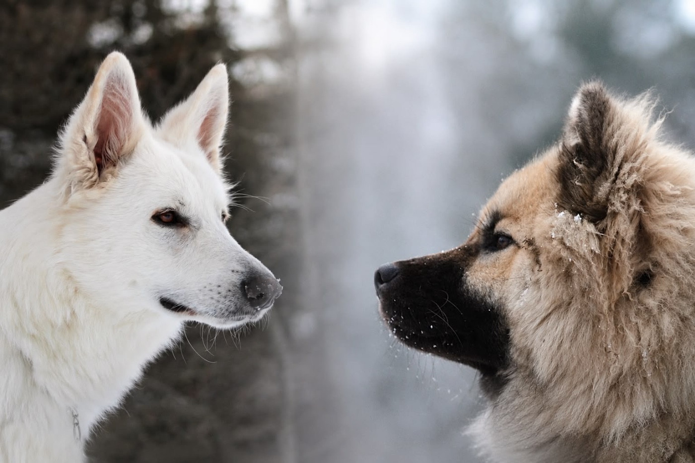 Des Traces De Loup