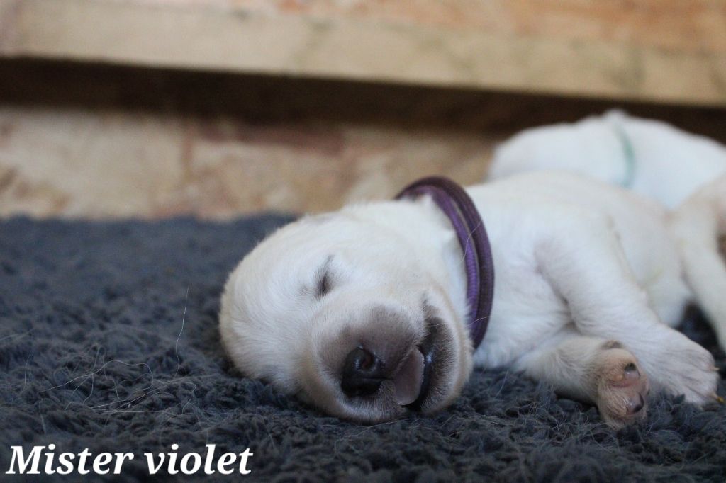 Des Traces De Loup - Chiots disponibles - Berger Blanc Suisse