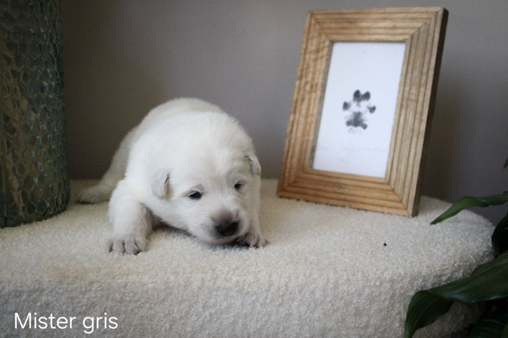 Des Traces De Loup - Chiots disponibles - Berger Blanc Suisse