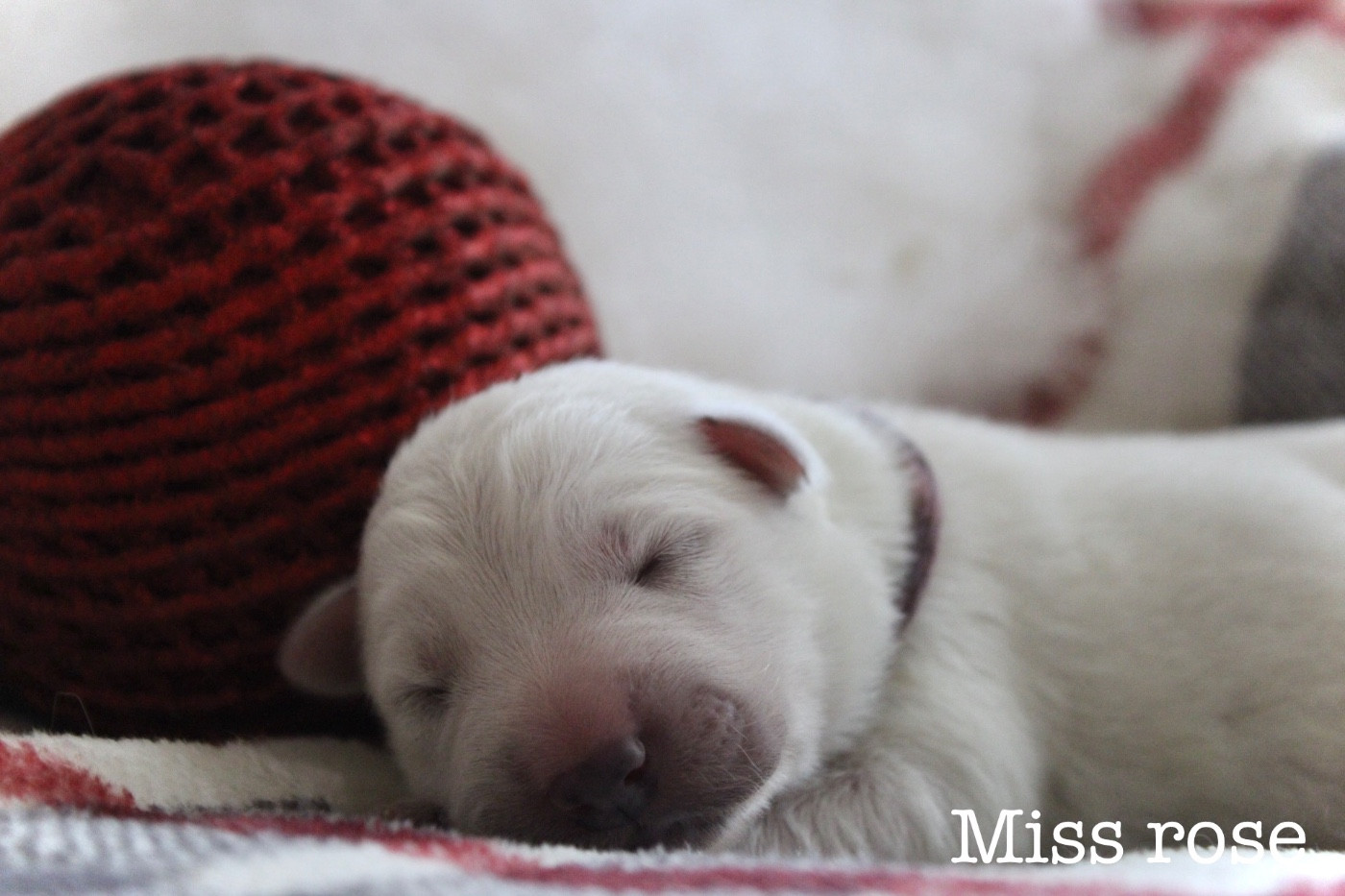 Des Traces De Loup - Berger Blanc Suisse - Portée née le 05/01/2026