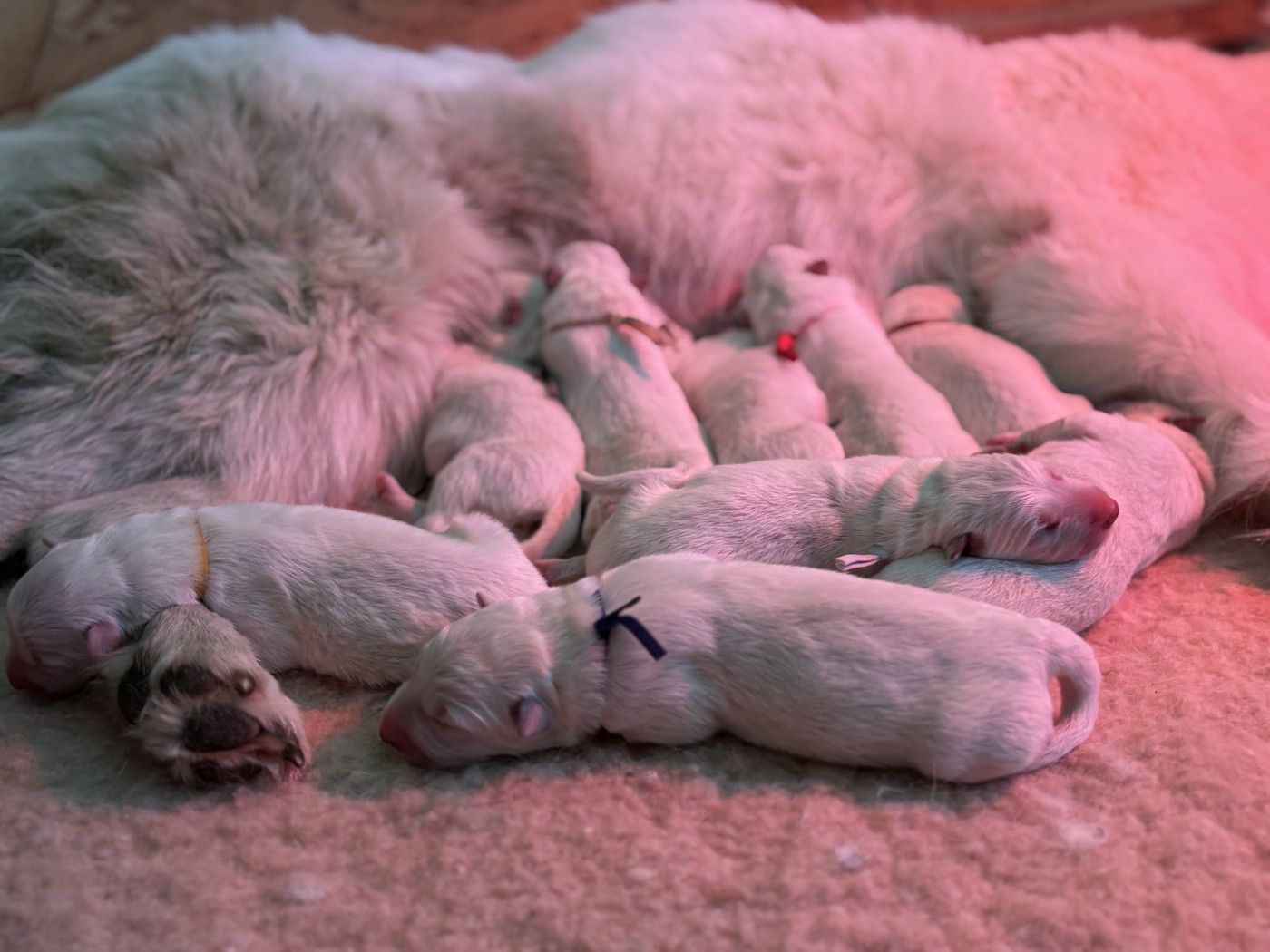 Des Traces De Loup - Chiots disponibles - Berger Blanc Suisse