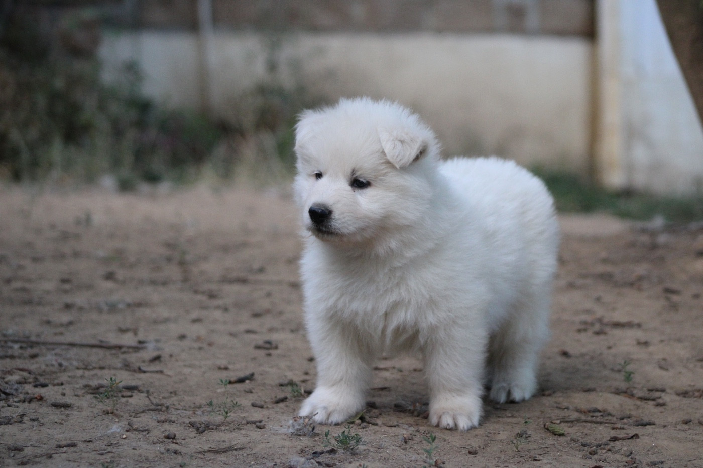 Des Traces De Loup - Chiots disponibles - Berger Blanc Suisse