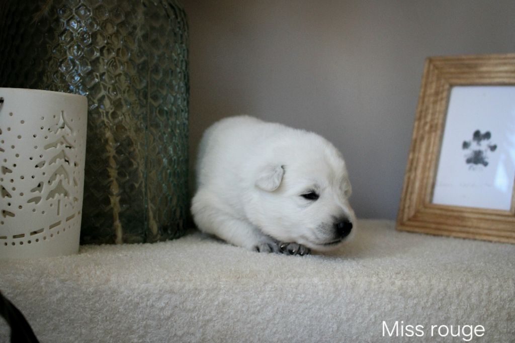 Des Traces De Loup - Chiots disponibles - Berger Blanc Suisse