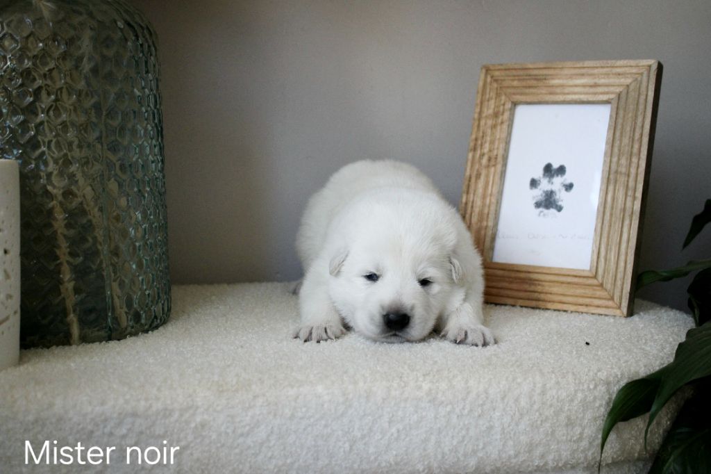 Des Traces De Loup - Chiots disponibles - Berger Blanc Suisse