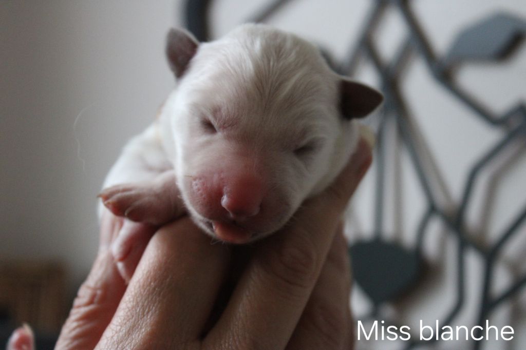 Des Traces De Loup - Chiots disponibles - Berger Blanc Suisse