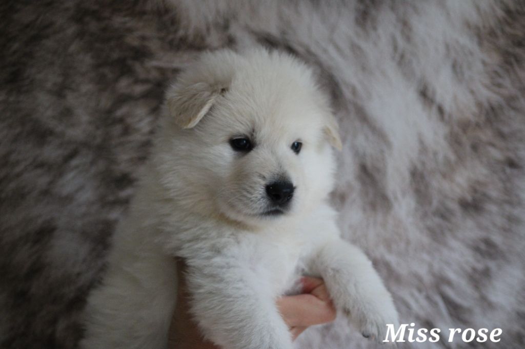 Des Traces De Loup - Chiots disponibles - Berger Blanc Suisse