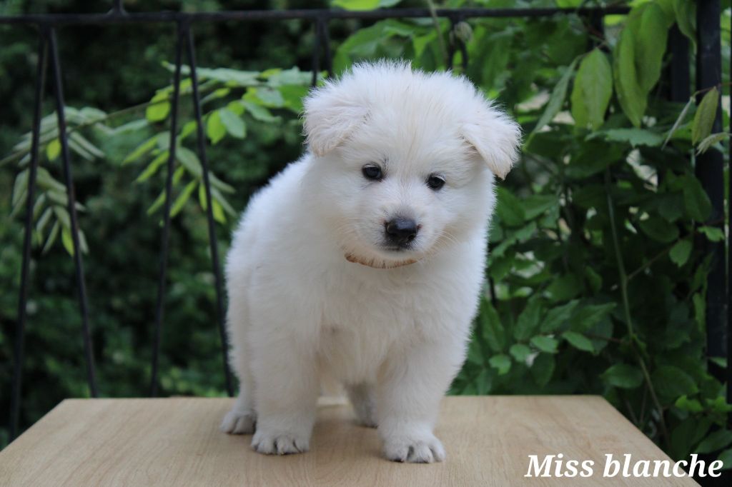 Des Traces De Loup - Chiots disponibles - Berger Blanc Suisse