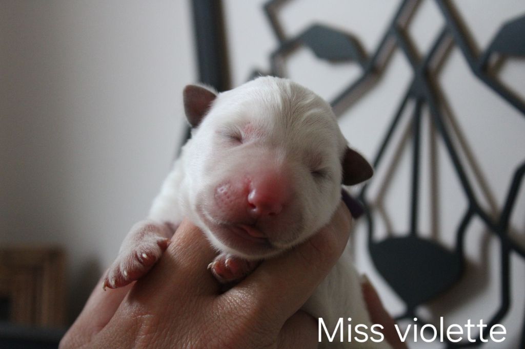 Des Traces De Loup - Chiots disponibles - Berger Blanc Suisse
