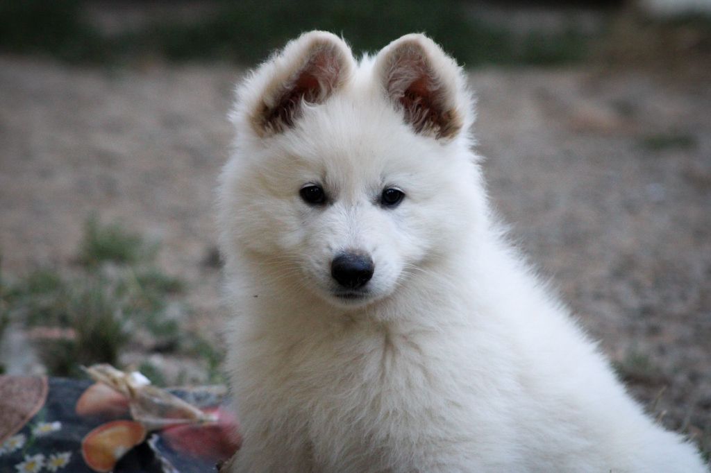 Des Traces De Loup - Chiots disponibles - Berger Blanc Suisse