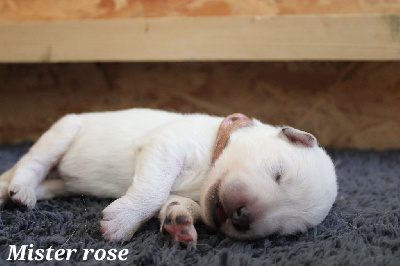 CHIOT 2