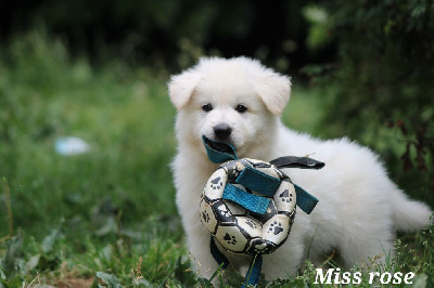 CHIOT