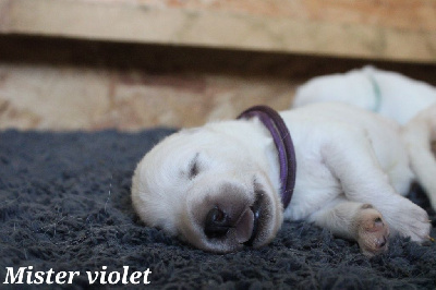 CHIOT 3