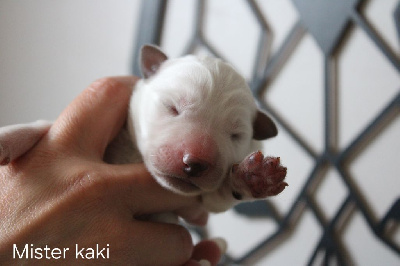 CHIOT
