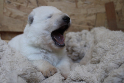 Chiot N°5