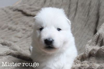 Chiot N°6