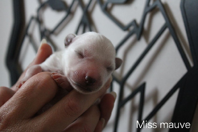 CHIOT