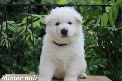 CHIOT