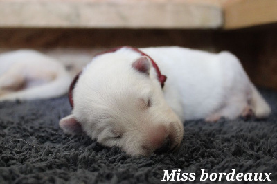 CHIOT 8