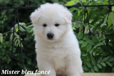 CHIOT