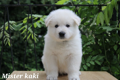 CHIOT