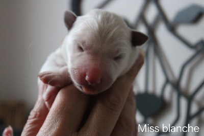 CHIOT