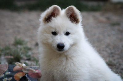CHIOT