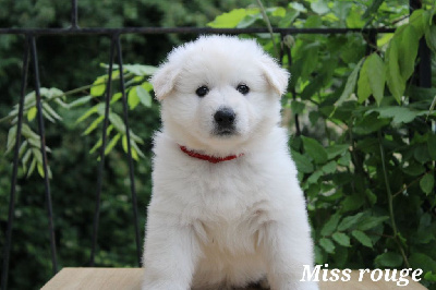 CHIOT