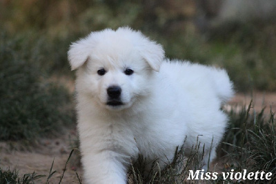 CHIOT