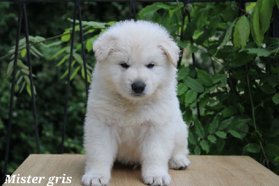 CHIOT