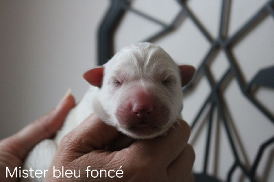 CHIOT