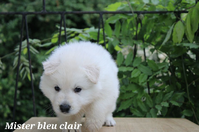 CHIOT