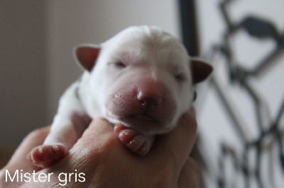CHIOT