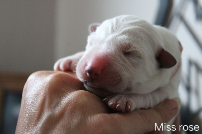 CHIOT