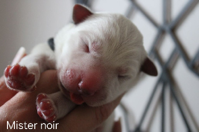 CHIOT