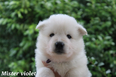 CHIOT 3