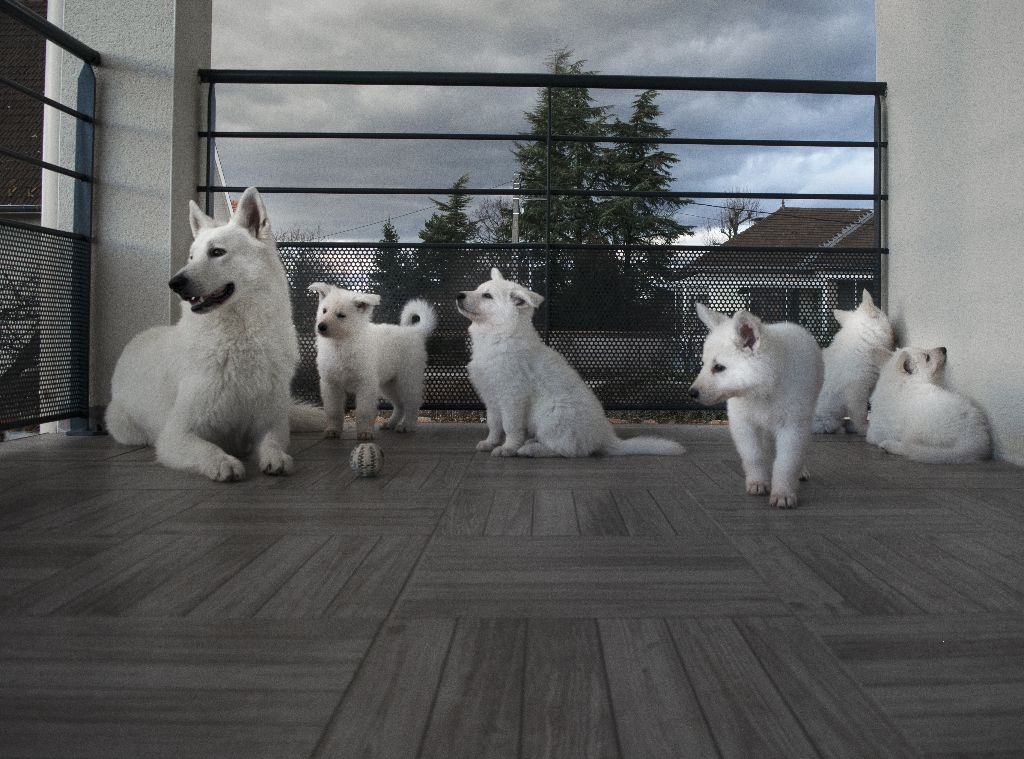 Chiot Berger Blanc Suisse Des Traces De Loup