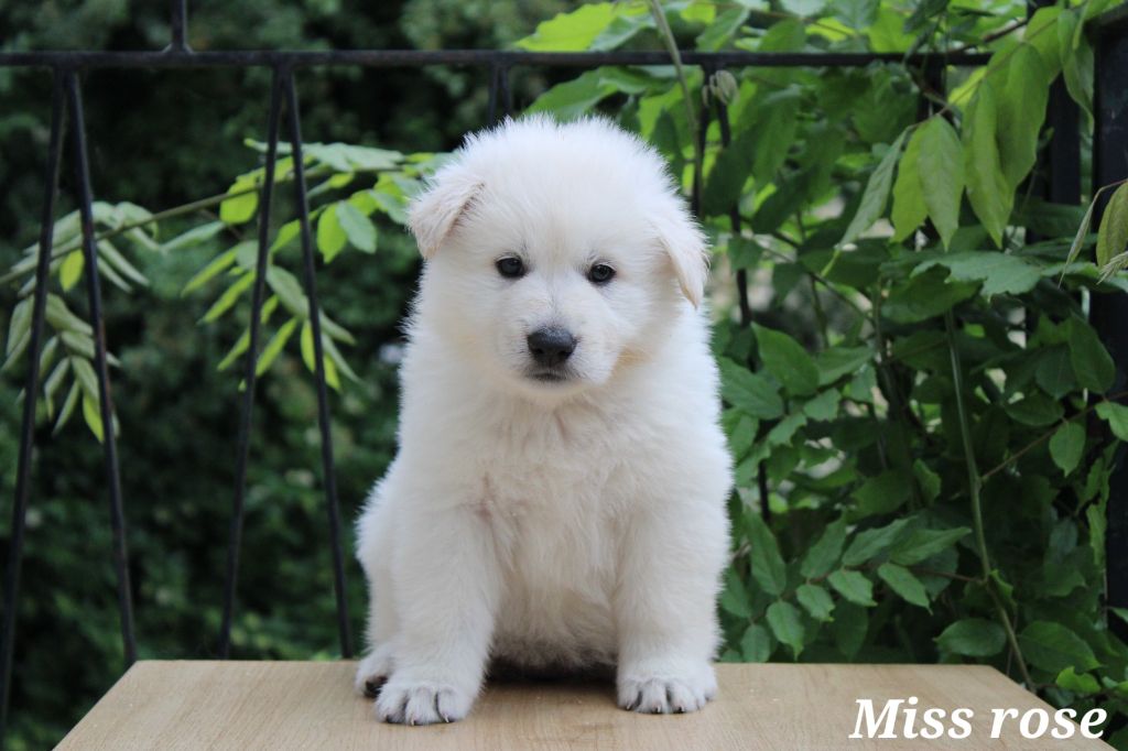 Des Traces De Loup - Chiots disponibles - Berger Blanc Suisse