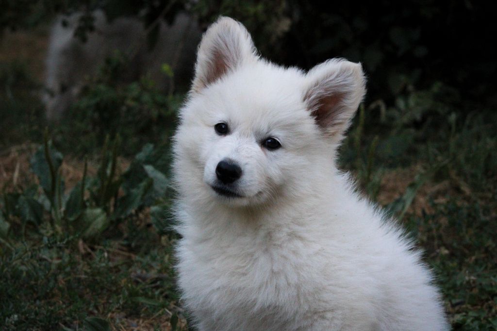 Des Traces De Loup - Chiots disponibles - Berger Blanc Suisse