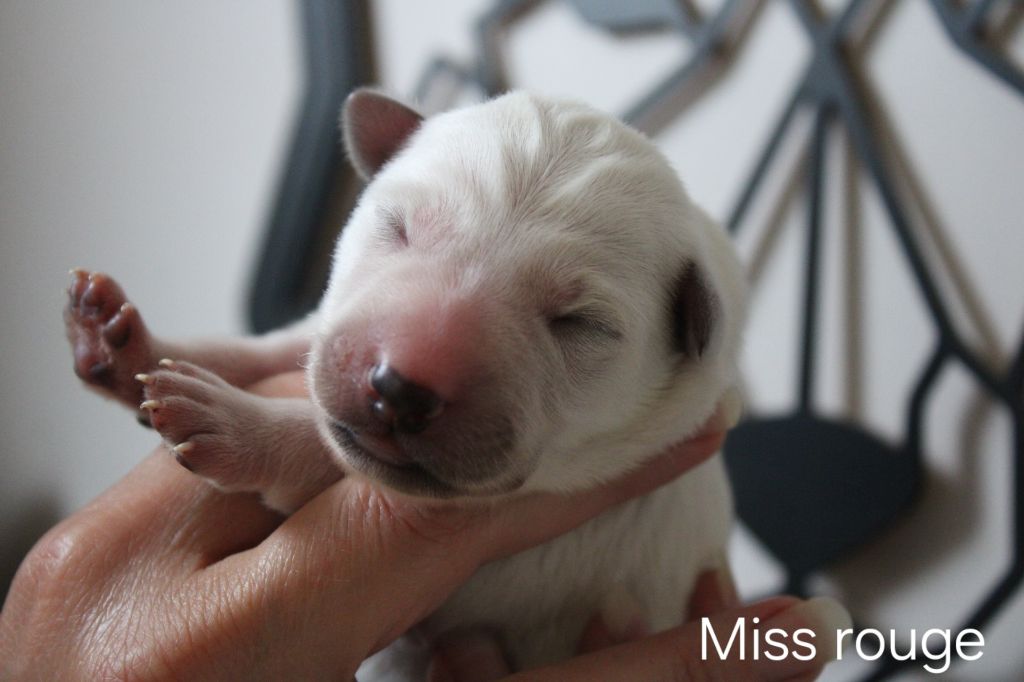 Des Traces De Loup - Chiots disponibles - Berger Blanc Suisse