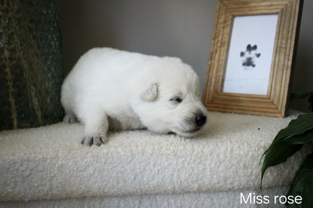 Des Traces De Loup - Chiots disponibles - Berger Blanc Suisse